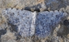 Scopula (Scopula) submutata (Treitschke, 1828)