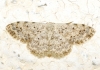 Scopula (Scopula) submutata (Treitschke, 1828)