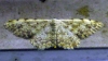 Scopula (Scopula) submutata (Treitschke, 1828)