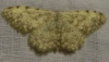 Scopula (Scopula) submutata (Treitschke, 1828)