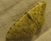 Scopula (Scopula) submutata (Treitschke, 1828)