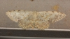 Scopula (Scopula) submutata (Treitschke, 1828)