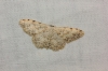 Scopula (Scopula) submutata (Treitschke, 1828)