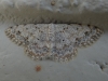 Scopula (Scopula) submutata (Treitschke, 1828)