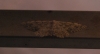 Scopula (Scopula) submutata (Treitschke, 1828)