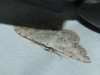 Scopula (Scopula) submutata (Treitschke, 1828)
