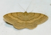 Scopula (Scopula) turbidaria (Hbner [1819])