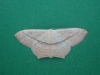 Scopula (Ustocidalia) imitaria (Linnaeus, 1758)