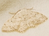 Scopula (Ustocidalia) marginepunctata (Goeze, 1781)