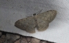 Scopula (Ustocidalia) marginepunctata (Goeze, 1781)