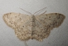 Scopula (Ustocidalia) marginepunctata (Goeze, 1781)