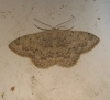 Scopula (Ustocidalia) marginepunctata (Goeze, 1781)