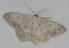 Scopula (Ustocidalia) marginepunctata (Goeze, 1781)