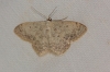 Scopula (Ustocidalia) marginepunctata (Goeze, 1781)