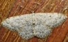 Scopula (Ustocidalia) marginepunctata (Goeze, 1781)