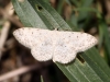 Scopula (Ustocidalia) marginepunctata (Goeze, 1781)