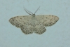Scopula (Ustocidalia) marginepunctata (Goeze, 1781)