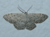 Scopula (Ustocidalia) marginepunctata (Goeze, 1781)