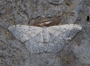 Scopula (Ustocidalia) marginepunctata (Goeze, 1781)
