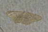 Scopula (Ustocidalia) marginepunctata (Goeze, 1781)