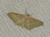 Scopula (Ustocidalia) minorata (Boisduval, 1833)