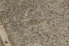 Scopula sp.