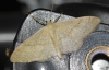 Scopula sp.