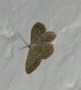 Scopula (Ustocidalia) marginepunctata (Goeze, 1781)