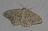 Scopula (Ustocidalia) marginepunctata (Goeze, 1781)