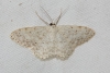 Scopula (Ustocidalia) marginepunctata (Goeze, 1781)