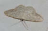 Scopula (Ustocidalia) marginepunctata (Goeze, 1781)