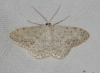 Scopula (Ustocidalia) marginepunctata (Goeze, 1781)