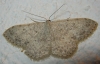 Scopula (Ustocidalia) marginepunctata (Goeze, 1781)