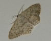 Scopula (Ustocidalia) marginepunctata (Goeze, 1781)