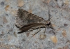 Scotopteryx alfacaria (Staudinger, 1859)