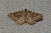 Scotopteryx bipunctaria (Denis & Schiffermller, 1775)