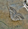 Scotopteryx bipunctaria (Denis & Schiffermller, 1775)