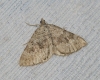 Scotopteryx bipunctaria (Denis & Schiffermller, 1775)