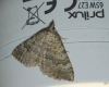 Scotopteryx bipunctaria (Denis & Schiffermller, 1775)