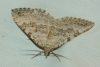 Scotopteryx bipunctaria (Denis & Schiffermller, 1775)