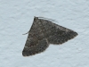 Scotopteryx bipunctaria (Denis & Schiffermller, 1775)