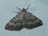 Scotopteryx bipunctaria (Denis & Schiffermller, 1775)