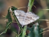 Scotopteryx bipunctaria (Denis & Schiffermller, 1775)