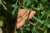 Scotopteryx chenopodiata (Linnaeus, 1758)