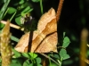 Scotopteryx chenopodiata (Linnaeus, 1758)