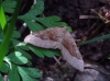 Scotopteryx chenopodiata (Linnaeus, 1758)