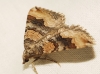 Scotopteryx coelinaria (Graslin, 1863)