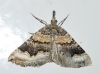 Scotopteryx coelinaria (Graslin, 1863)