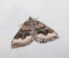 Scotopteryx coelinaria (Graslin, 1863)