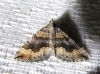 Scotopteryx coelinaria (Graslin, 1863)